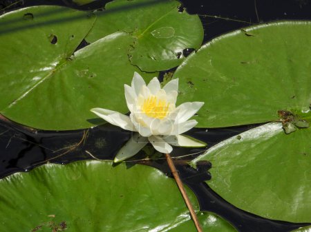 Photo for Nymphaea odorata (American White Water-lily) Native North American Wetland Wildflower - Royalty Free Image