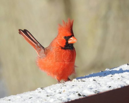 Photo pour Cardinal du Nord (Cardinalis cardinalis) Oiseau de jardin d'Amérique du Nord - image libre de droit