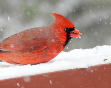 Photo for Northern Cardinal (Cardinalis cardinalis) Backyard Bird of North America - Royalty Free Image