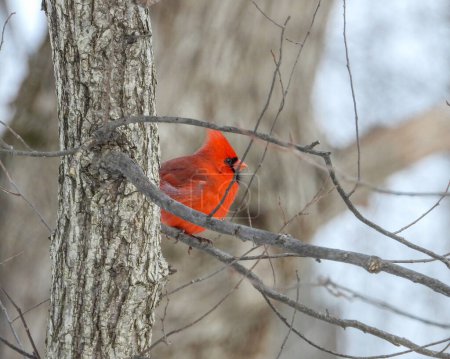 Photo for Northern Cardinal (Cardinalis cardinalis) Backyard Bird of North America - Royalty Free Image