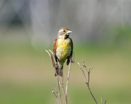 Photo for Dickcissel (Spiza americana) North American Grassland Bird - Royalty Free Image