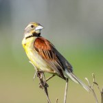 Dickcissel (Spiza americana) North American Grassland Bird