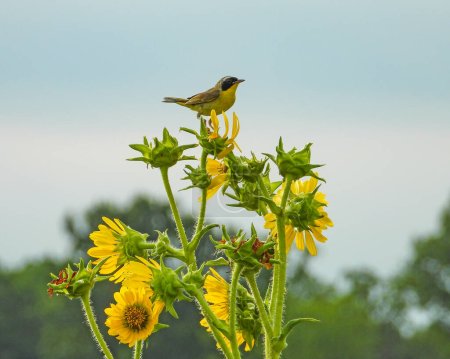 Téléchargez les photos : Paruline à gorge jaune (Geothlypis trichas) Oiseau Paruline d'Amérique du Nord - en image libre de droit