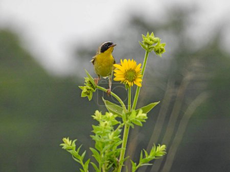 Téléchargez les photos : Paruline à gorge jaune (Geothlypis trichas) Oiseau Paruline d'Amérique du Nord - en image libre de droit