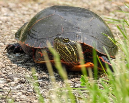 Painted Turtle (Chrysemys picta) North American Aquatic Reptile