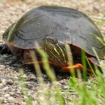 Painted Turtle (Chrysemys picta) North American Aquatic Reptile