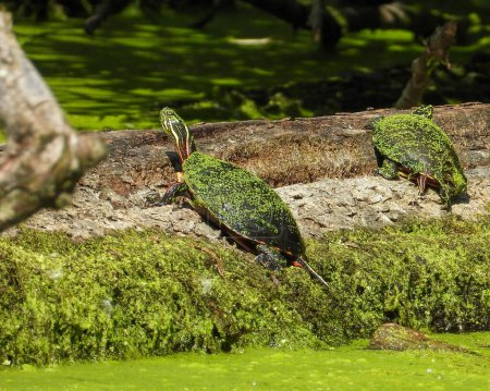 Foto de Tortuga Pintada (Chrysemys picta) Reptil Acuático Norteamericano - Imagen libre de derechos