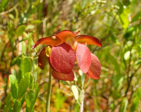 Photo for Sarracenia purpurea (Purple Pitcher Plant) Native North American Wetland Wildflower - Royalty Free Image