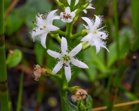 Photo for Menyanthes trifoliata (Buckbean) Native North American Wetland Wildflower - Royalty Free Image
