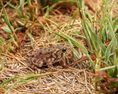 Photo for American Toad (Anaxyrus americanus) Frog Amphibian - Royalty Free Image