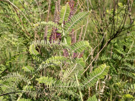 Foto de Amorpha canescens (Planta Planta Plomo) Flor Silvestre de la Pradera Norteamericana Nativa - Imagen libre de derechos