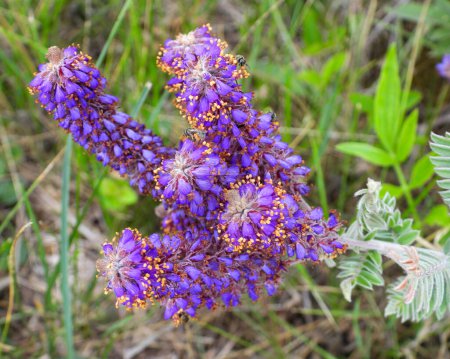 Photo for Amorpha canescens (Lead Plant) Native North American Prairie Wildflower - Royalty Free Image