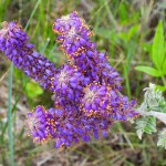 Amorpha canescens (Lead Plant) Native North American Prairie Wildflower