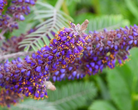 Foto de Amorpha canescens (Planta Planta Plomo) Flor Silvestre de la Pradera Norteamericana Nativa - Imagen libre de derechos