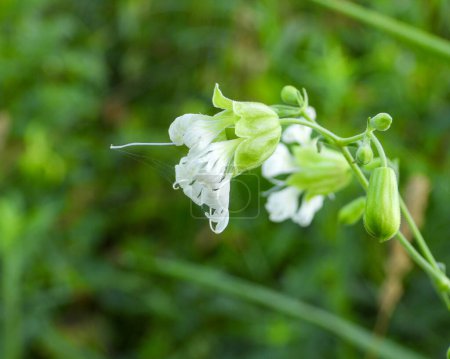 Photo for Silene stellata (Starry Campion) Native North American Woodland Wildflower - Royalty Free Image