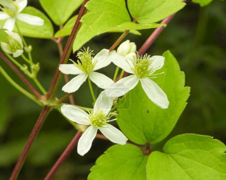 Photo for Clematis virginiana (Virgin's Bower) Native North American Flowering Vine - Royalty Free Image