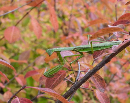 Photo for Praying Mantis Large Insect Macro Image - Royalty Free Image