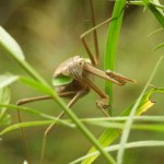 Praying Mantis Large Insect Macro Image