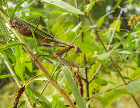 Photo for Praying Mantis Large Insect Macro Image - Royalty Free Image