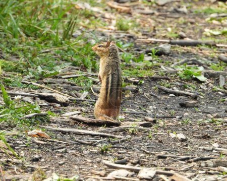 Photo for Eastern Chipmunk (Tamias striatus) Blending in with A Forest Woodland - Royalty Free Image