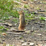 Eastern Chipmunk (Tamias striatus) Blending in with A Forest Woodland