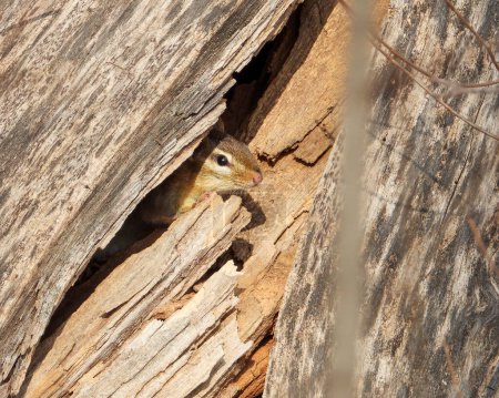 Téléchargez les photos : Tamias striatus (Eastern Chipmunk) Se mêlant à une forêt boisée - en image libre de droit