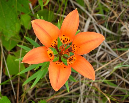 Photo for Lilium philadelphicum (Wood Lily) Native North American Prairie Wildflower - Royalty Free Image