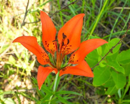 Photo for Lilium philadelphicum (Wood Lily) Native North American Prairie Wildflower - Royalty Free Image