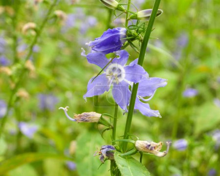 Photo for Campanulastrum americanum (American Bellflower) Native North American Woodland Plant and Wildflower - Royalty Free Image