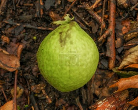 Téléchargez les photos : Chêne pomme guêpe galle croissance des plantes - en image libre de droit
