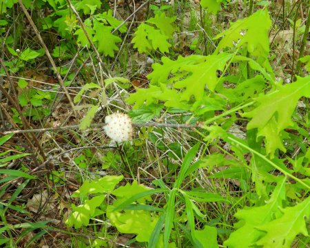 Photo for Wool Sower Gall Wasp Plant Growth - Fluffy Ball on Tree - Royalty Free Image