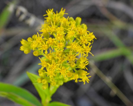 Photo for Solidago riddellii (Riddell's Goldenrod) Native North American Wildflower - Royalty Free Image