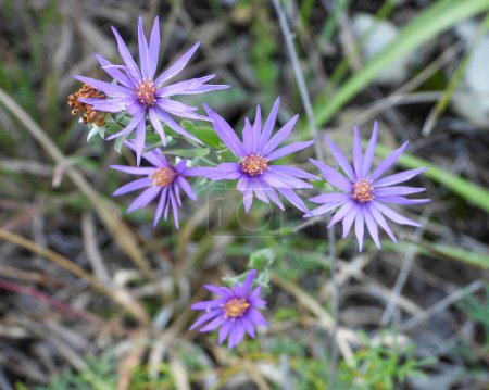 Téléchargez les photos : Symphyotrichum sericeum (Aster soyeux) Fleurs sauvages indigènes d'Amérique du Nord - en image libre de droit