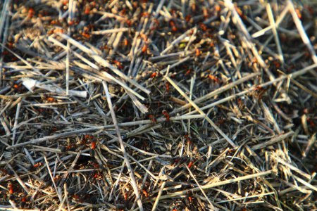 Téléchargez les photos : Fourmis rouges dans l'herbe - en image libre de droit