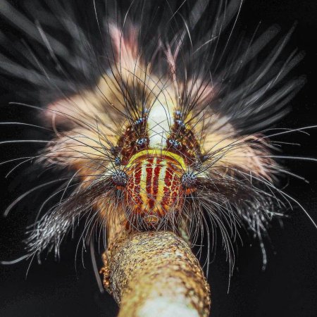  Lappet Moth Caterpillar. Lebendige Makrofotografie: Bunte Käfer auf schwarzem Hintergrund
