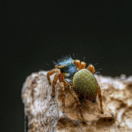 Foto de Carrhotus, sí. Creepy Crawly Close-up Macro Fotografía de una vida silvestre de insectos - Imagen libre de derechos