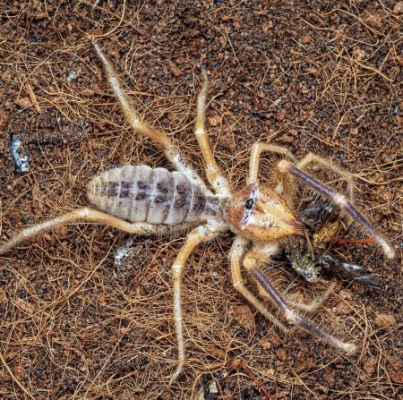 Photo for Solifugae. Solifugae is an order of animals in the class Arachnida known variously as camel spiders, wind scorpions, sun spiders, or solifugae. - Royalty Free Image