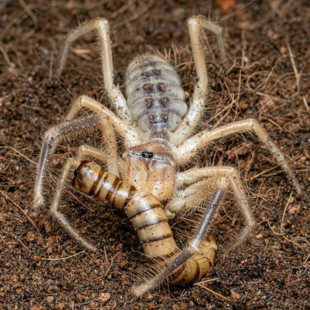 Téléchargez les photos : Solifugae avec proie. Solifugae est un ordre d'animaux de la classe des arachnides connu sous le nom d'araignées chameau, scorpions du vent, araignées solaires ou solifugae.. - en image libre de droit