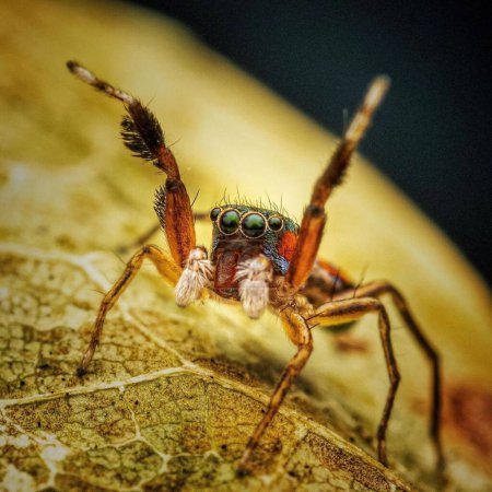 Foto de Siler semiglaucus. Primer plano de una araña en la fotografía macro con animales Temas de vida silvestre - Imagen libre de derechos