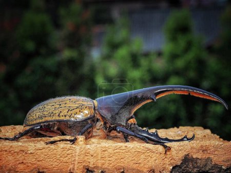 Photo for Dynastes hercules. Hercules beetle Majestic Wildlife in Natural Habitat: a Fascinating Encounter with a Predatory Creature - Royalty Free Image