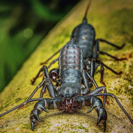 Photo for Thelyphonida. mating. Whip scorpion - Royalty Free Image