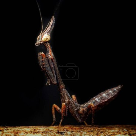 Photo for Phyllothelys werneri (Giant Ghost Mantis) - Royalty Free Image