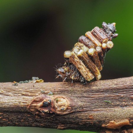 Photo for Psychidae sp. Bag worm - Royalty Free Image