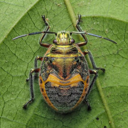 Téléchargez les photos : Un insecte puant. Coléoptère vert sur feuille : Décryptages de la faune macro - en image libre de droit