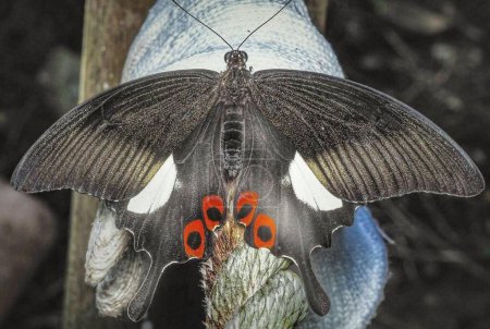 Foto de Papilio iswara iswara. Gran Helen. - Imagen libre de derechos