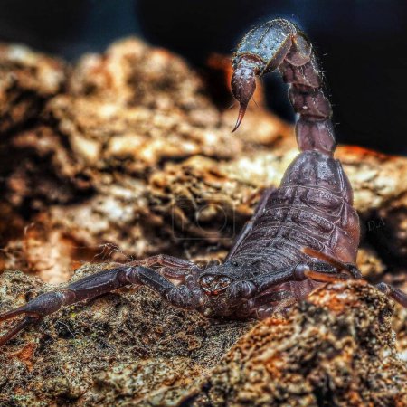 Foto de Androctonus mauritanicus. Escorpión de cola gorda - Imagen libre de derechos