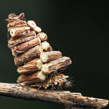 Photo for Psychidae sp. Bag worm - Royalty Free Image