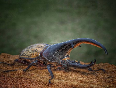 Photo for Dynastes hercules. Hercules beetle - Royalty Free Image