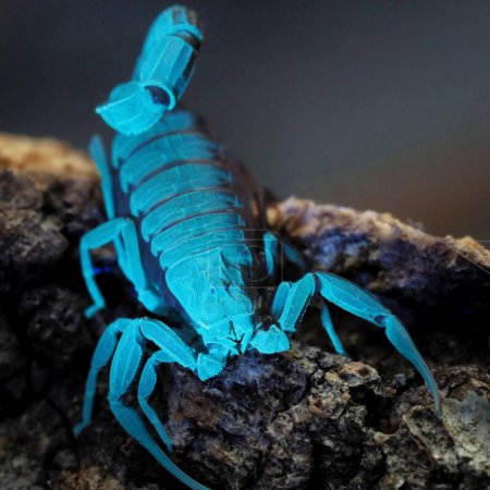 Téléchargez les photos : Androctonus mauritanicus. Scorpion à queue grasse - en image libre de droit