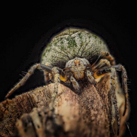 Foto de Eriovixia sp. Creepy Crawly Arachnid sobre fondo negro - Imagen libre de derechos